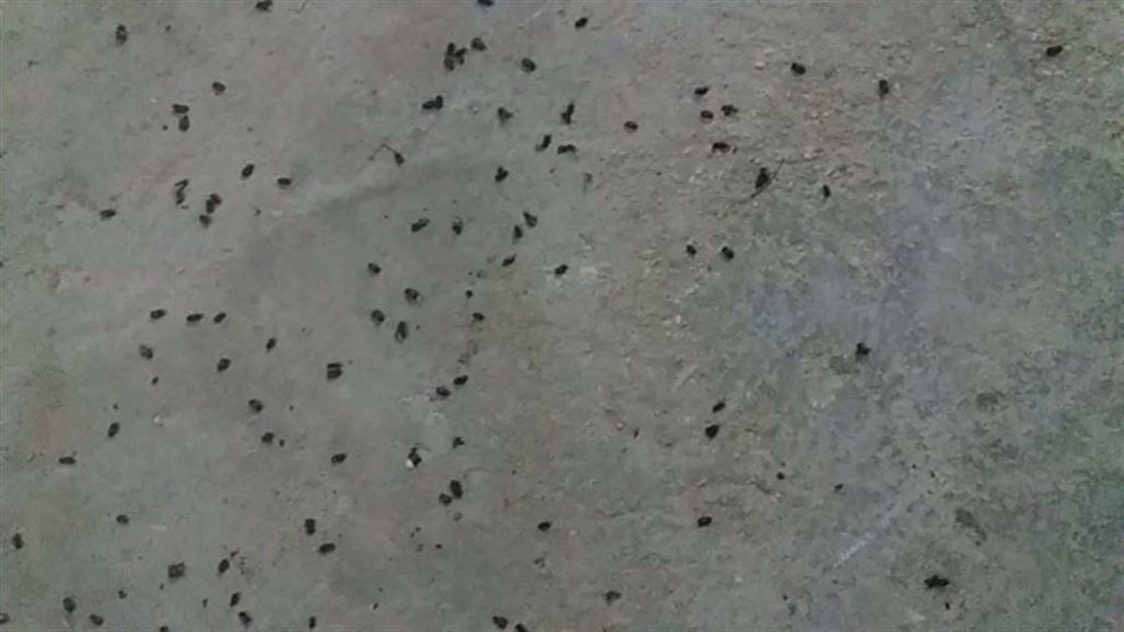 اختفاء غامض لحشرات "مزعجة "في بلدة حدودية بديالى