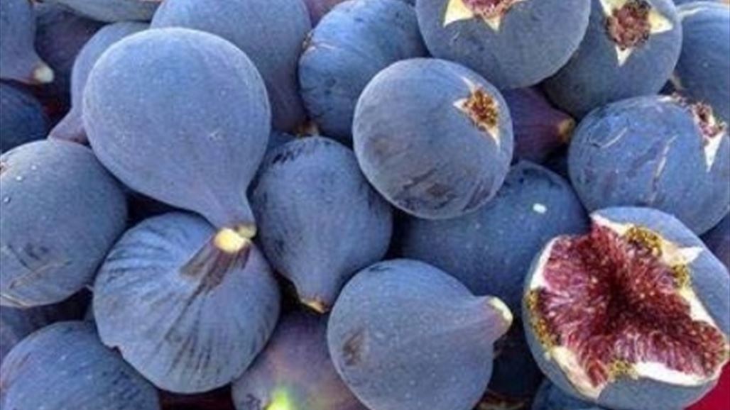 زراعة بابل تعلن انتاج 6000 طن من فاكهة التين