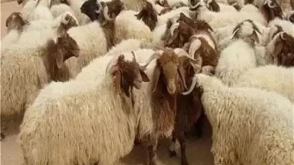 في ديالى.. اضاحي العيد على الفيس بوك