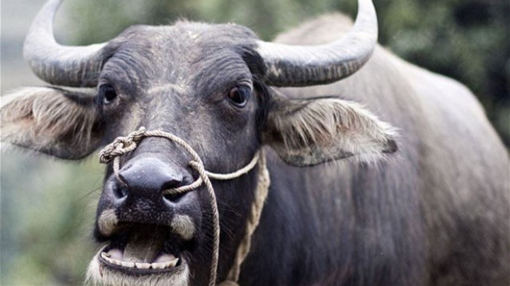 ثور هائج يقتل شخصاً حاول ذبحه في السليمانية