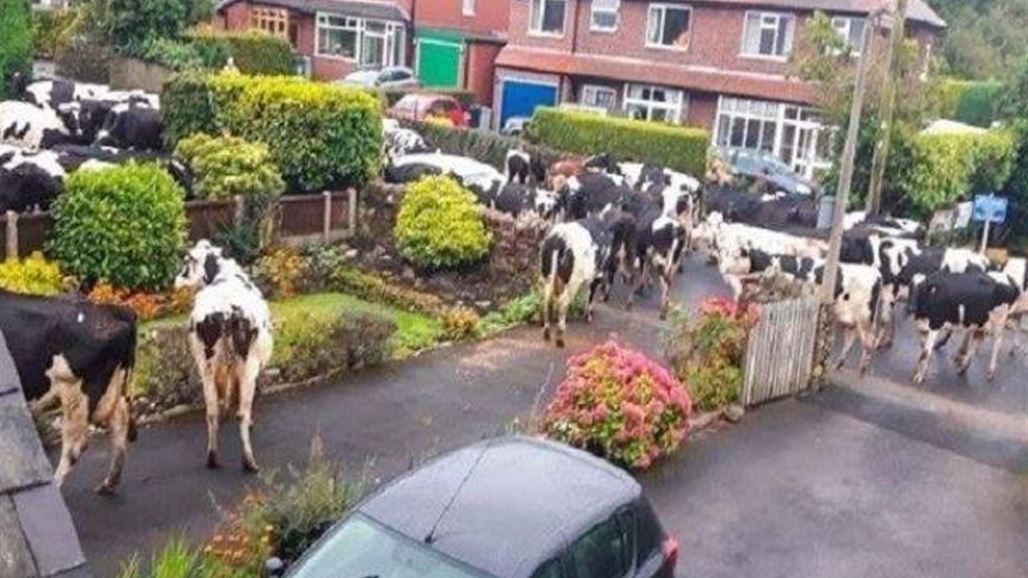 قطيع من الأبقار "يسطو" على قرية بريطانية