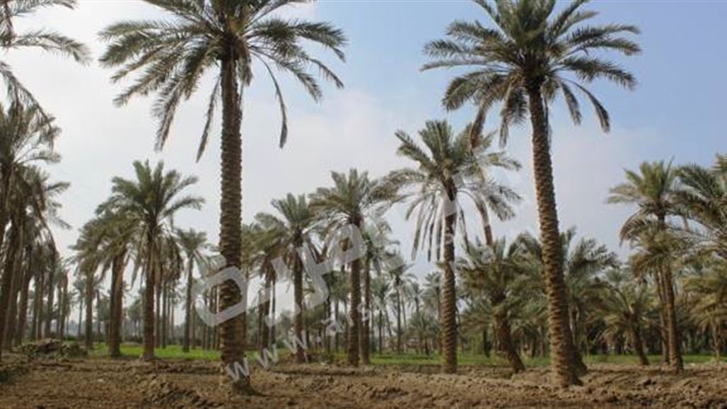 بالصور.. "الجمّار" ينذر بهلاك النخيل في ديالى