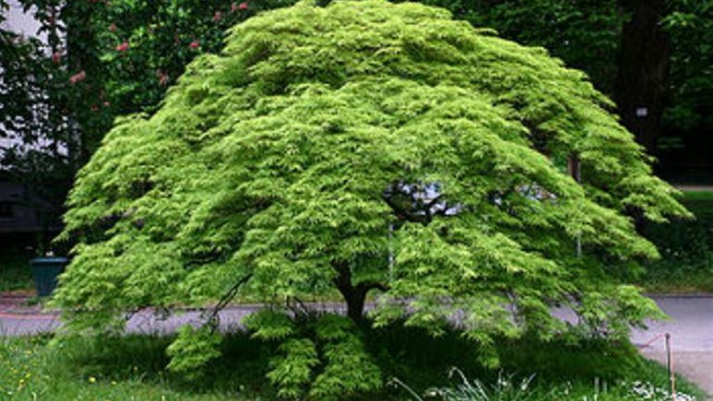 النباتات تحظى بفياغرا جديد سيغير شكل الأرض