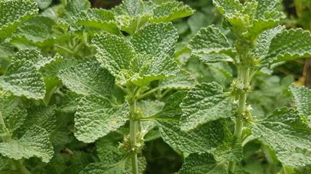 ما هي النبتة الطبية لعام 2018؟