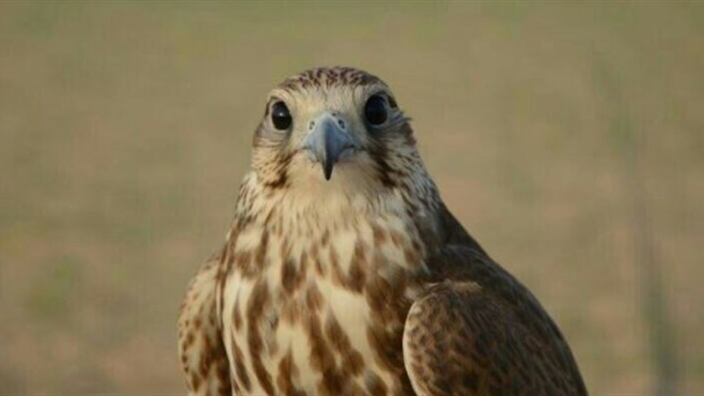 دولة الكويت تسلم العراق صقوراً مختلفة الأنواع وتعاقب مهربيها