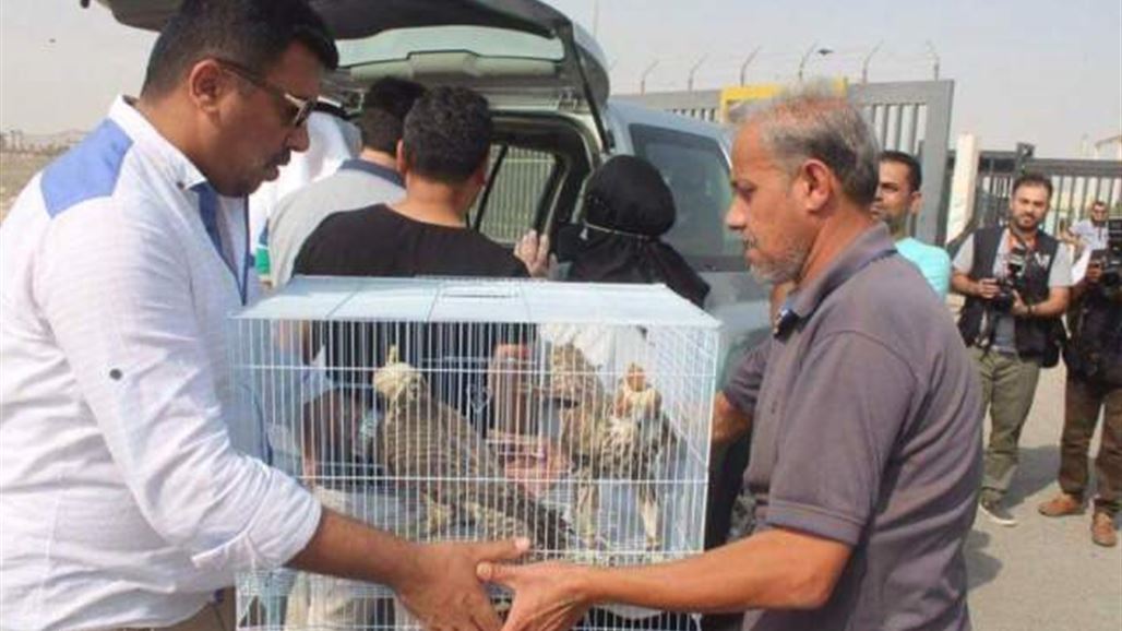 بيئة البصرة تطلق 20 صقراً التزاماً باتفاقية دولية تحمي الحيوانات النادرة