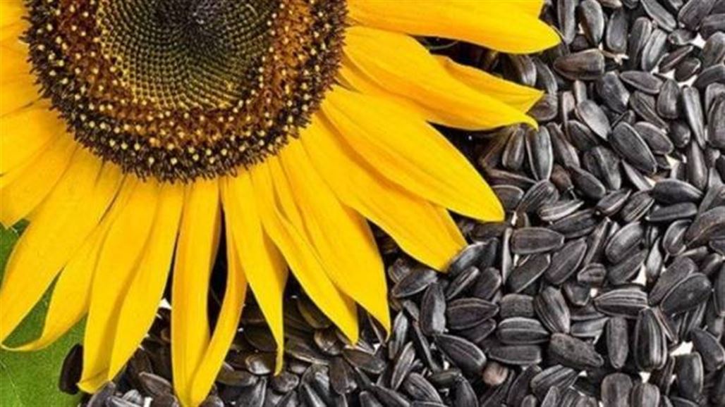 هل صحيح أنّ بذور دوّار الشّمس تسبّب العقم لدى الرّجال؟