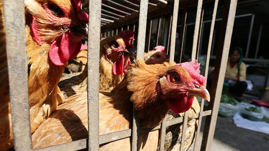 إنفلونزا الطيور تظهر مجددا في السعودية