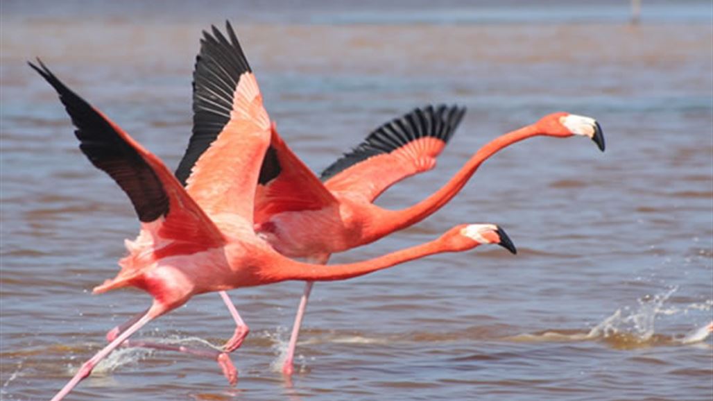 بالصور.. الفلامنغو النادر يعود الى الاسواق الكربلائية