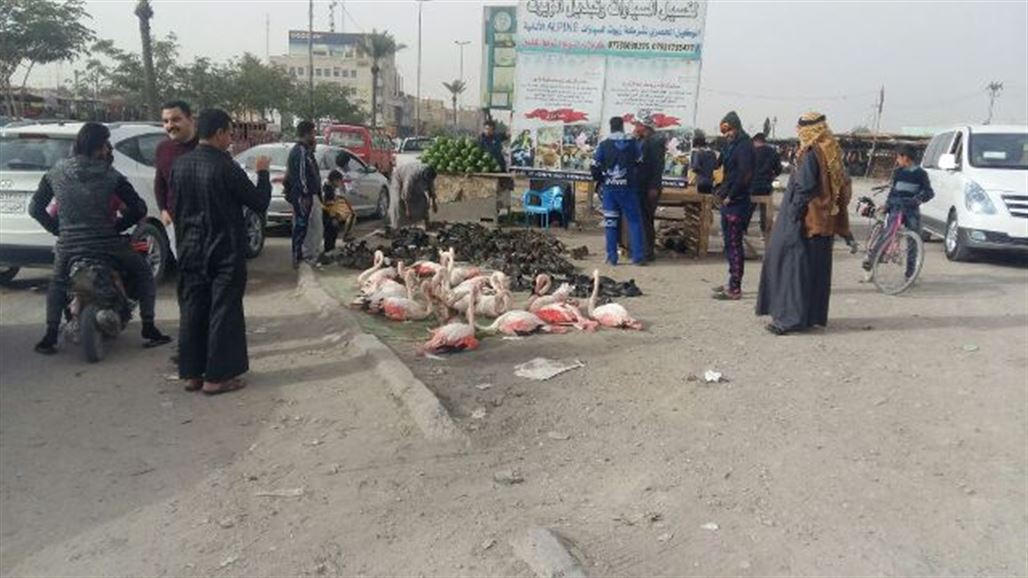 بيئة كربلاء تنفذ حملة لمنع بيع وصيد طير الفلامنغو وتهدد المخالفين بـ"القضاء"