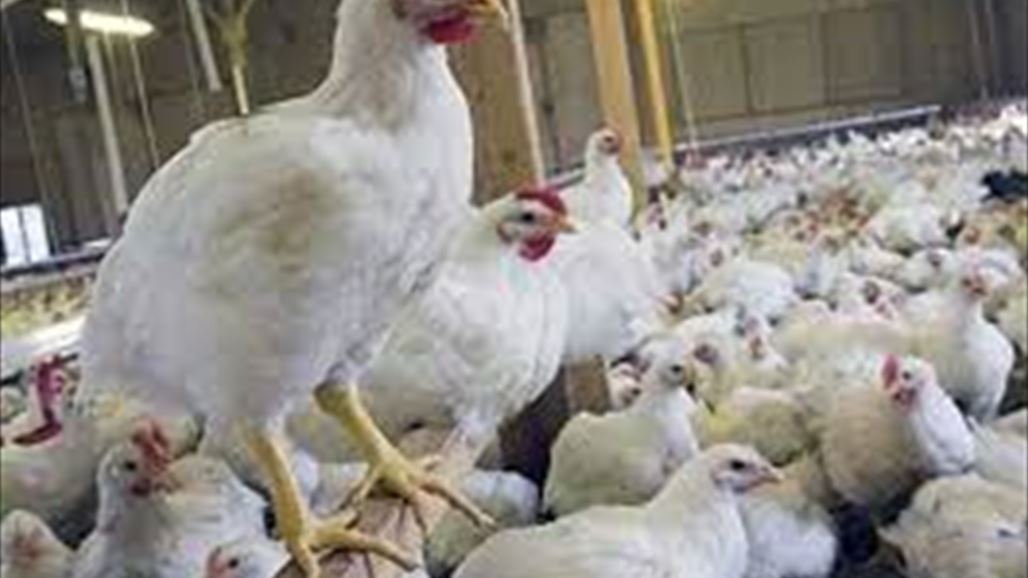 أصحاب حقول الدواجن يتظاهرون بديالى للمطالبة برفع الحظر عن تسويق منتجاتهم لبغداد