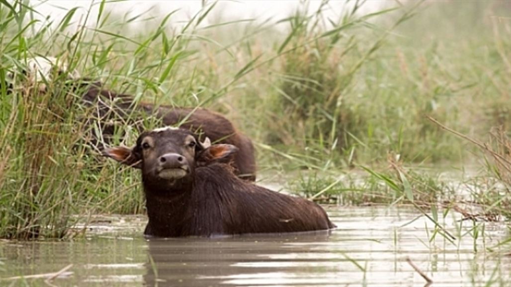 الزراعة تطبق مشروع تلقيح اصطناعي للجاموس لأول مرة في العراق