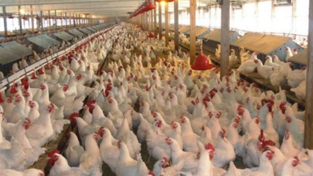 مسؤول محلي ينتقد استمرار حظر واسط لدخول منتجات الدواجن من ديالى