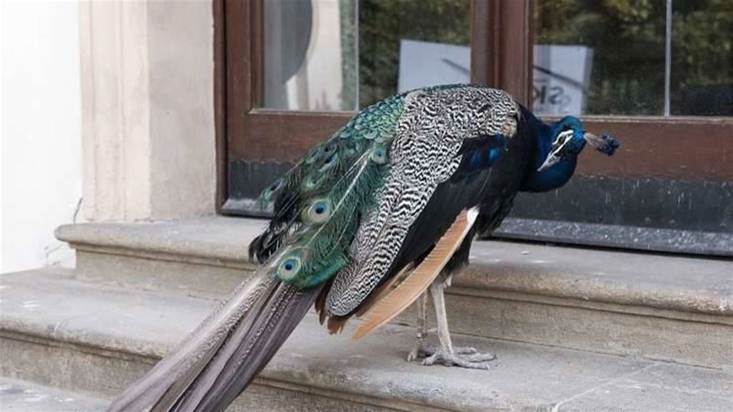 بالصور: طاووس يفشل بالسفر على متن طائرة!