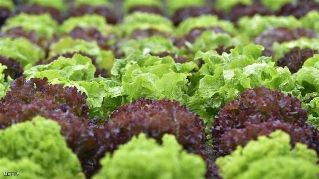 لهذا السبب احذروا تناول سلطة الخس!