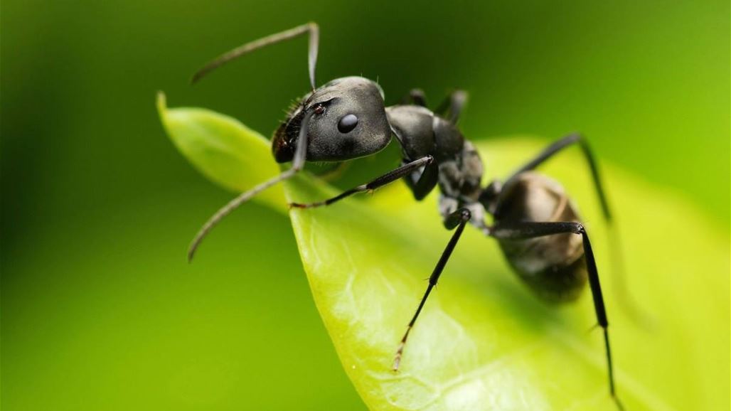 قريبا... النمل سيغدو الدواء الشافي لعديد من الامراض!
