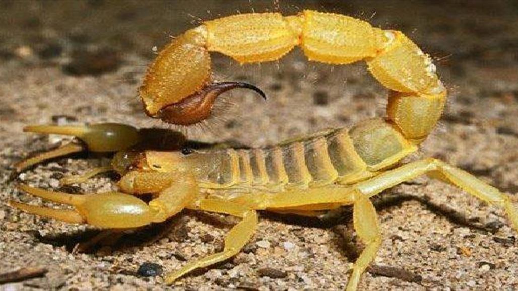 لن تصدّقوا... سم العقرب يشفي من مرض لا دواء له!