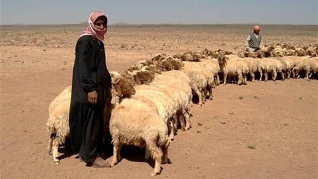 فزعة شعبية تحرر اثنين من الرعاة مع قطعانهم من "داعش" على حدود ديالى