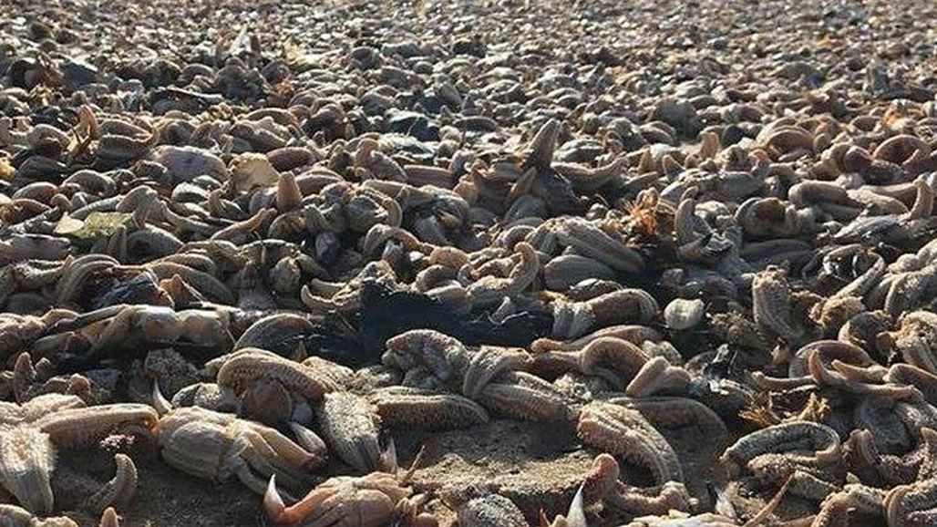 بالصور: "مجزرة" كائنات بحرية في بحر الشمال