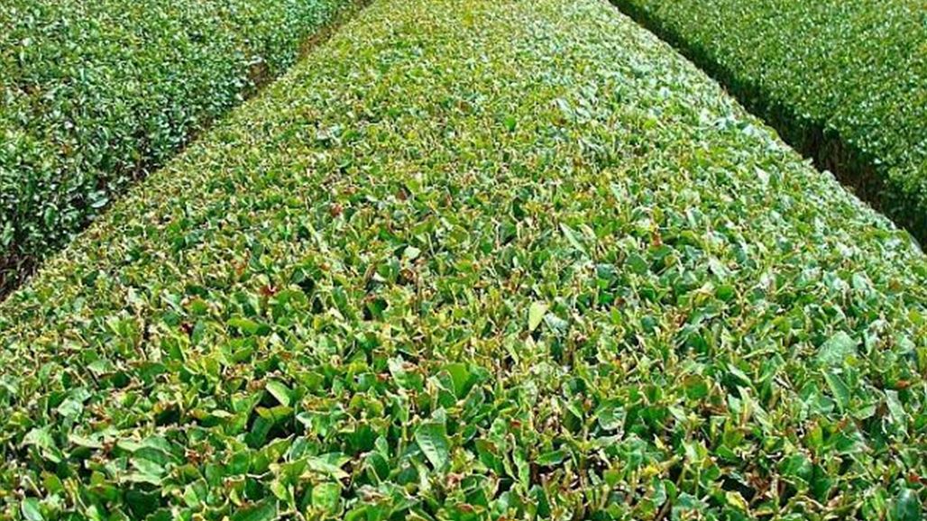 نائبة تكشف عن امتلاك العراق مزرعة شاي بالفيتنام وتؤكد: لانعرف أين تذهب وارداتها