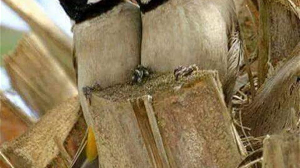 مسؤول محلي بديالى: رفع الحظر عن صيد "بلبل مندلي"