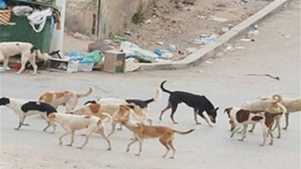 خانقين تكافح الكلاب السائبة في اربعة احياء سكنية