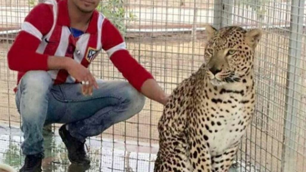 ناشطون بيئيون يرصدون نمراً على وشك الانقراض في حديقة للحيوانات بالبصرة