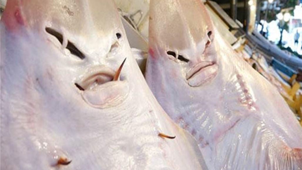 بالصور.. أسماك بوجه إنسان في مرسين التركية