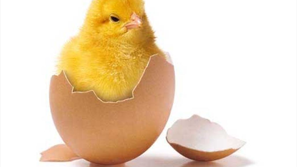 هل تساءلتم كيف تكسر الصيصان قشرة البيض؟