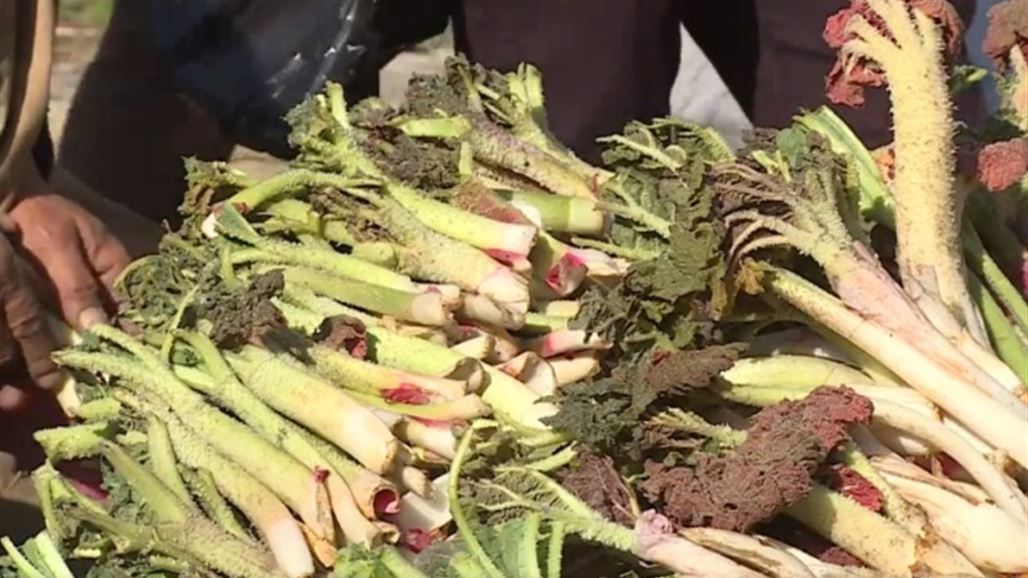 بالصور.. مناظر خلابة بموسم جني النباتات الطبيعية في جبال كردستان
