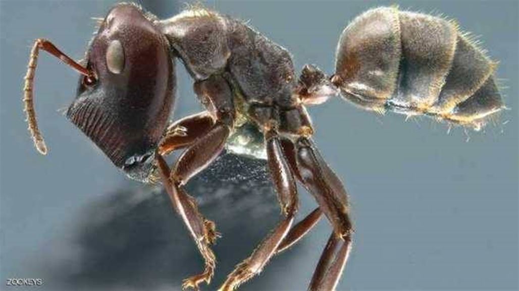 اكتشاف فصيلة جديدة من "النمل الانتحاري"