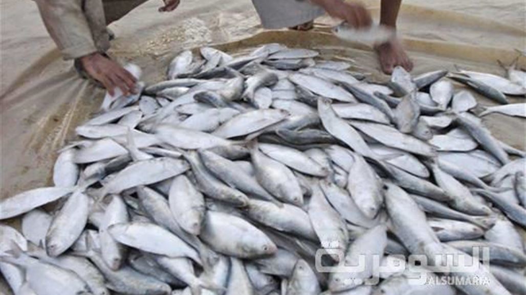الاسماك تعود الى نهر ديالى بعد غياب سنوات