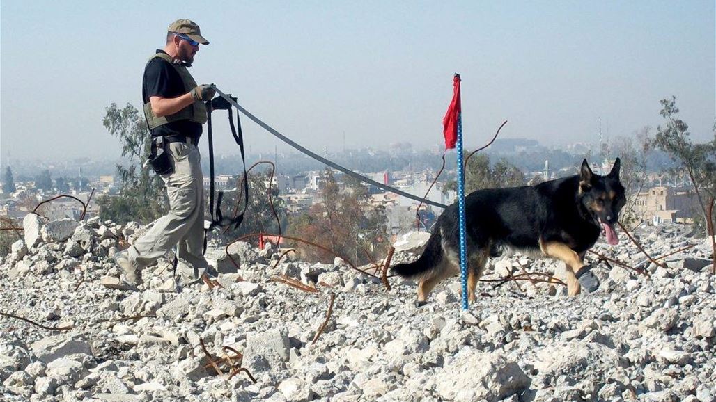 الكلاب تساعد في جهود نزع الألغام والمتفجرات في العراق