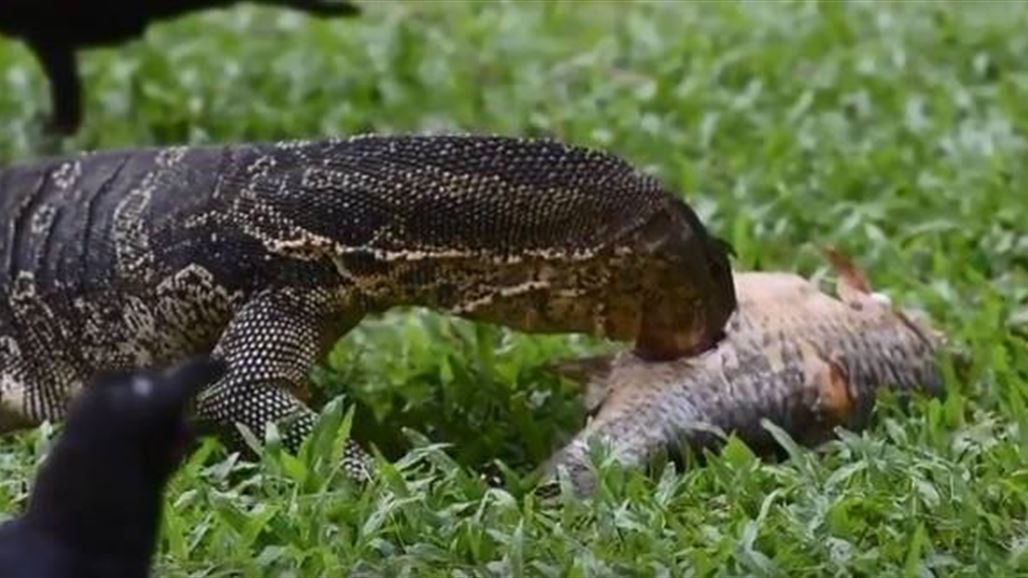 سحلية ضخمة تلتهم سمكة بطريقة مدهشة