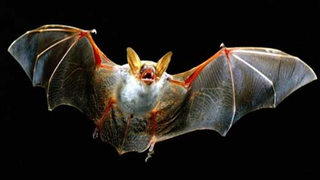هل تعلم  أن الخفافيش موجودة على الأرض منذ 33 مليون سنة؟