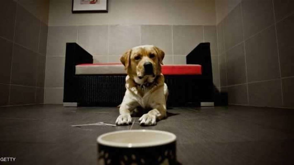 كلب يطلق النار على صاحبه