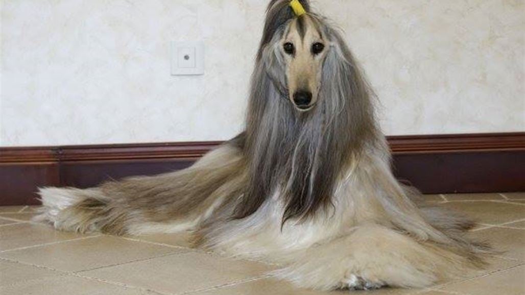بالصّور: ينفق 38 ألف دولار على أناقة "أجمل كلب في العالم"