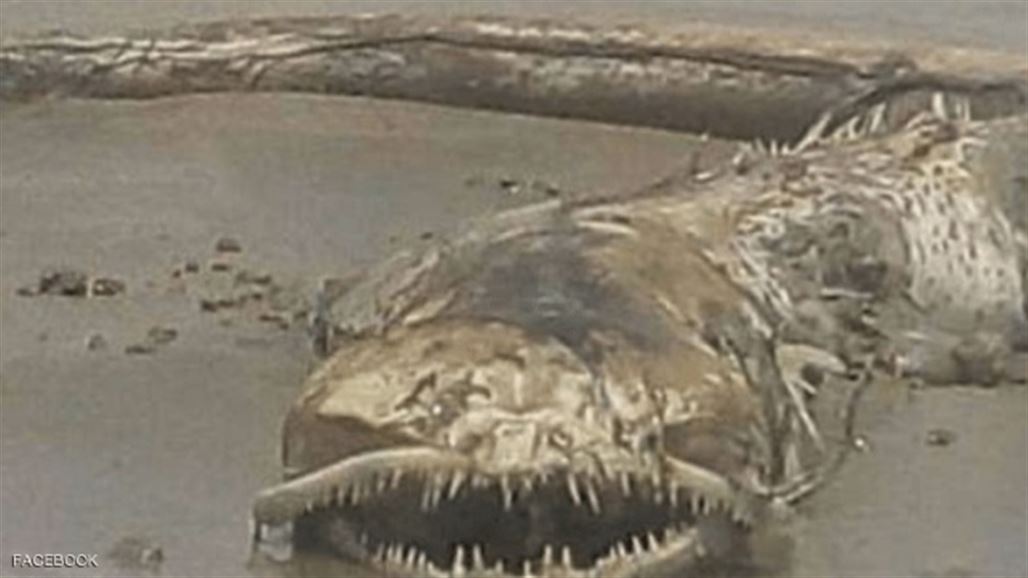 بالصورة.. ساحل المكسيك يقذف كائنا بحريا "مخيفا"