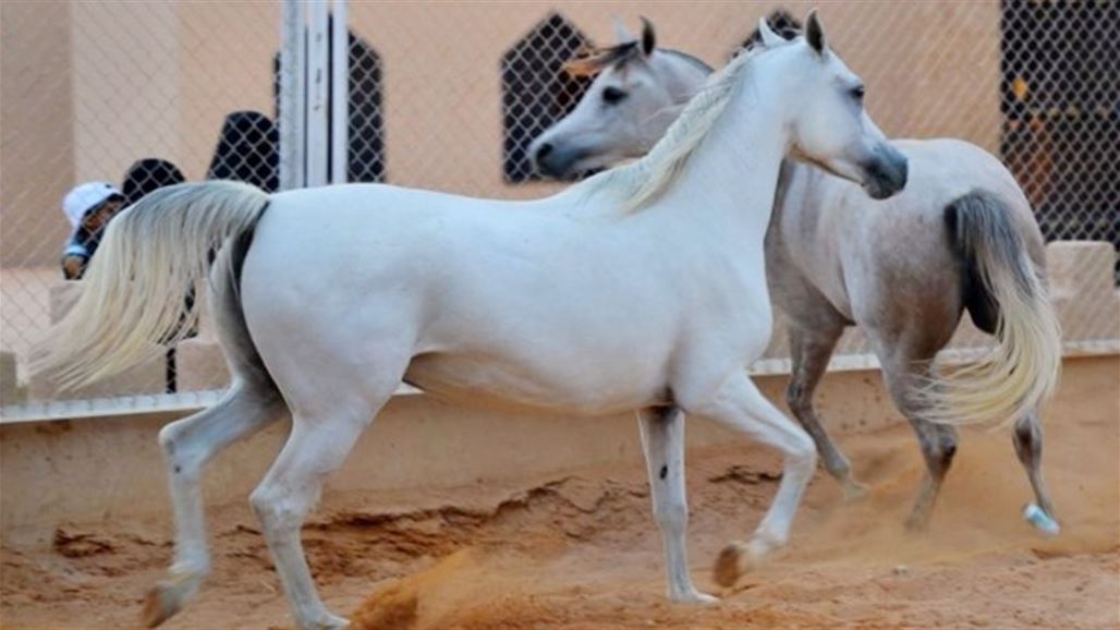 مصر تكشف عن تصدير تسعة خيول "عربية اصيلة" الى العراق