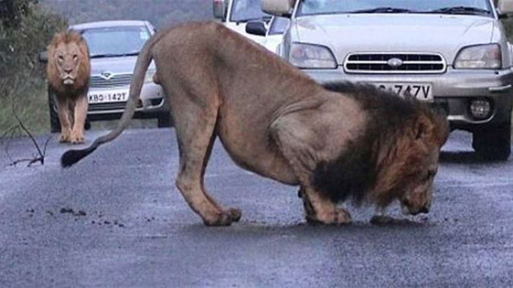 ستة حيوانات مفترسة تهرب من حديقة بألمانيا