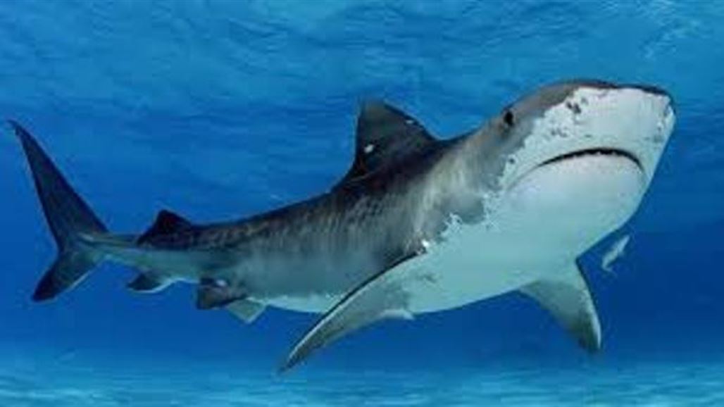 الإمارات تطلق خطة لدعم أسماك القرش والبيئة البحرية