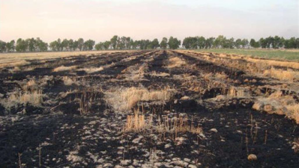 "داعش" يحرق مساحات زراعية من الحنطة والشعير جنوب غربي كركوك