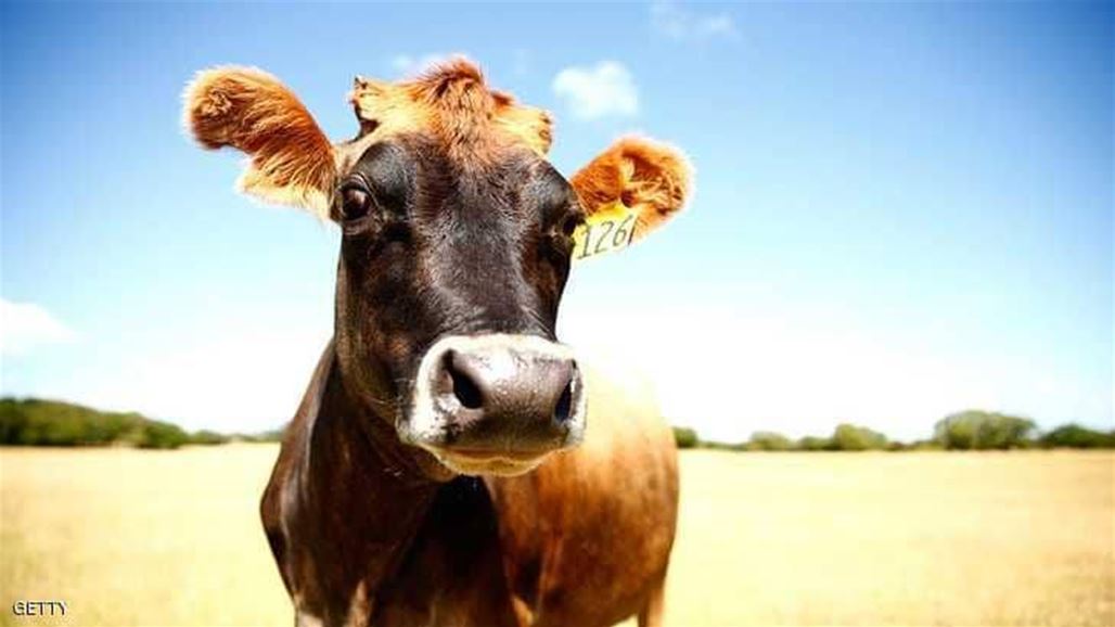 البقرة "بينكا "تنجو من الإعدام