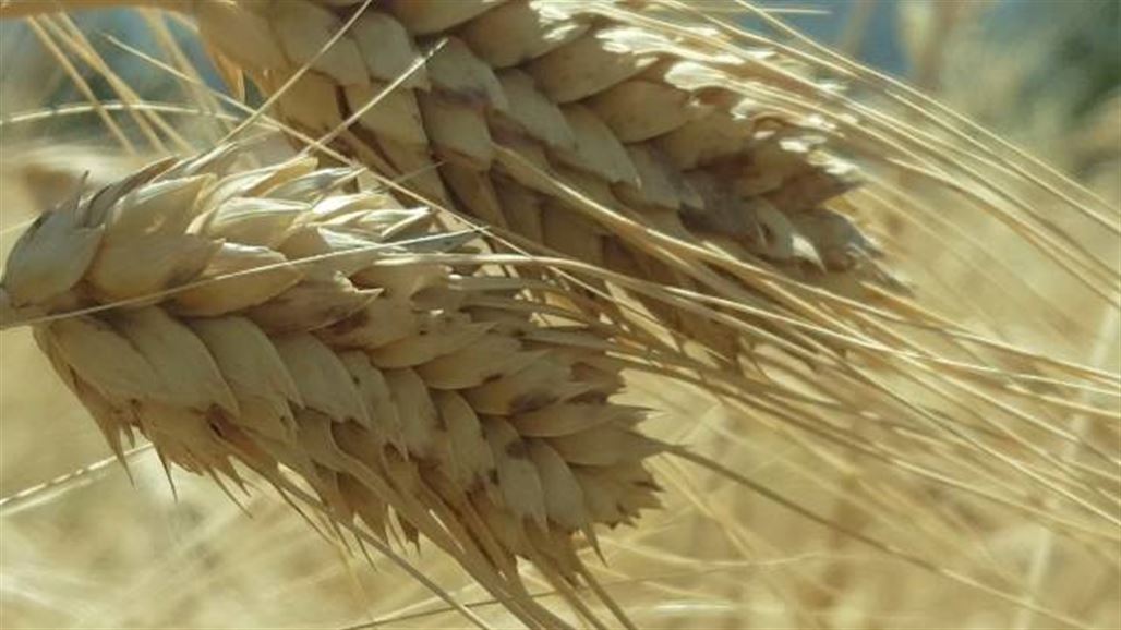 بالصور .. حصاد القمح في دهوك طقوس ووسائل بدائية
