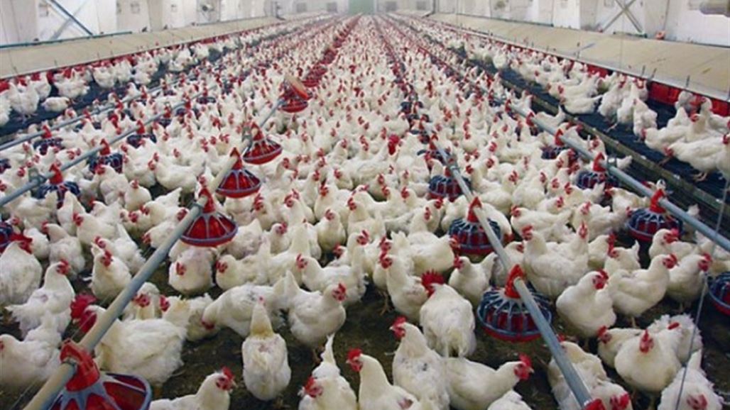 العراق: إرتفاع كمية إنتاج دجاج اللحم الحي وبيض المائدة