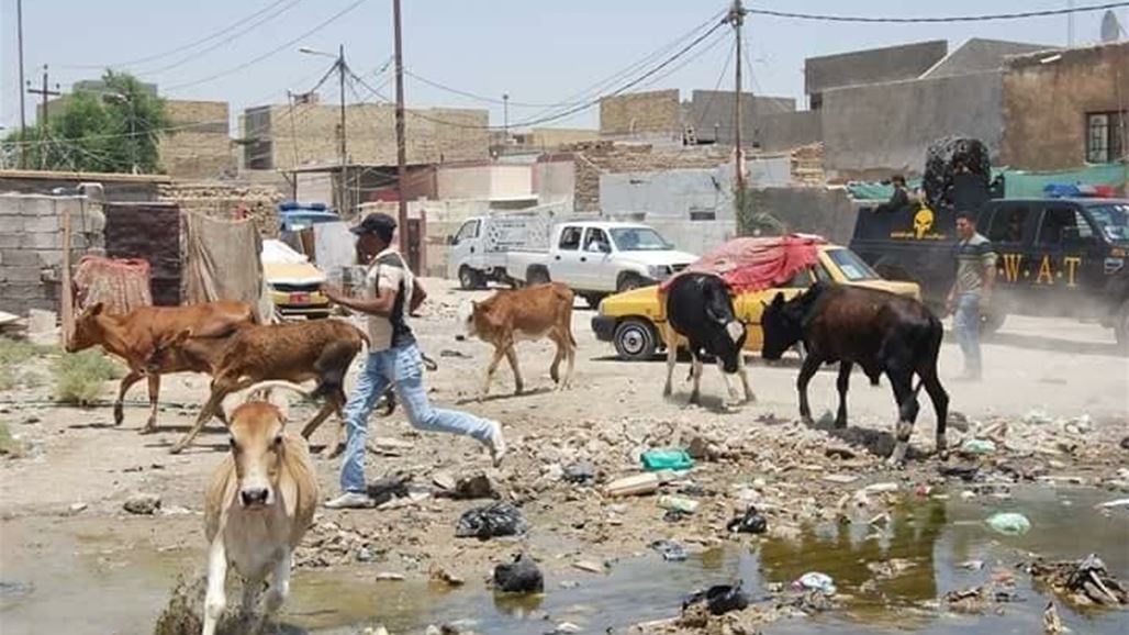الصحة: الحمى النزيفية لايوجد لها علاج وهذه اعراضها