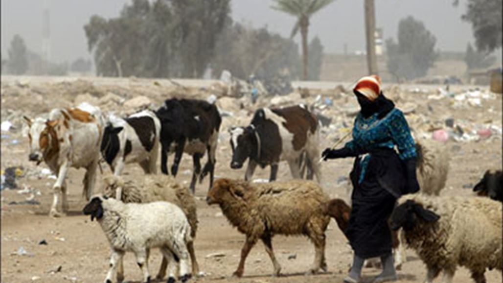 مجلس ديالى يوجه بحظر تربية الاغنام والماشية بشكل نهائي بالمدن