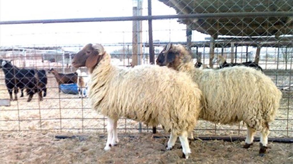 تسجيل حالة اصابة بالحمى النزفية في اربيل