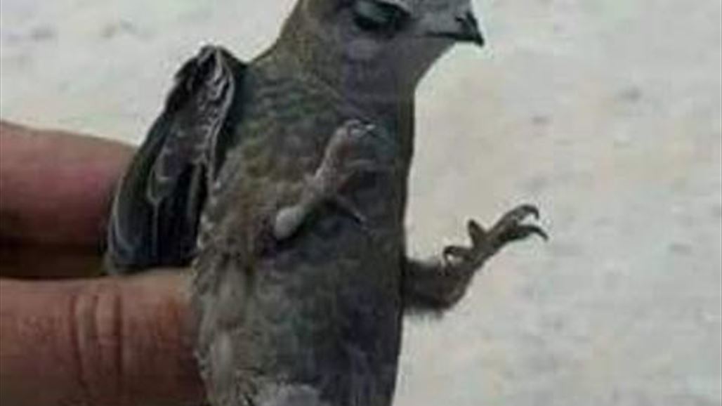 الإطفاء التركي يتأهب لإنقاذ "طير الأبابيل"