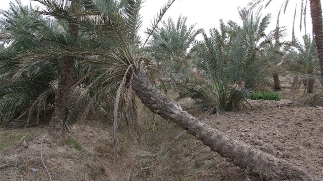 البصرة تعزو "انتكاسة" الزراعة في المحافظة لثلاثة أسباب